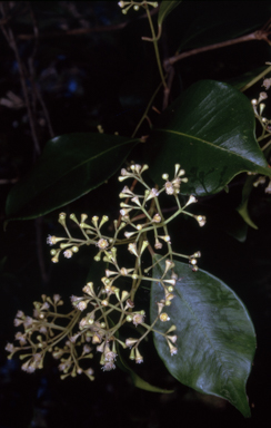 APII jpeg image of Syzygium smithii  © contact APII