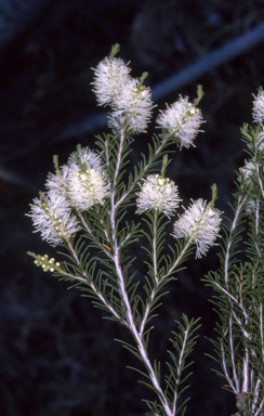 APII jpeg image of Melaleuca ericifolia  © contact APII