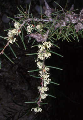 APII jpeg image of Hakea teretifolia subsp. teretifolia  © contact APII
