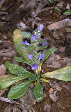APII jpeg image of Ajuga australis  © contact APII