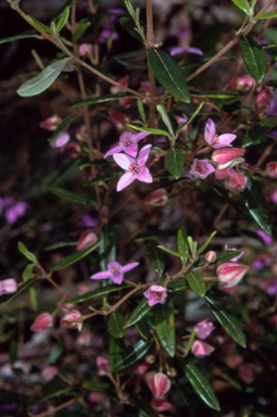 APII jpeg image of Boronia ledifolia  © contact APII