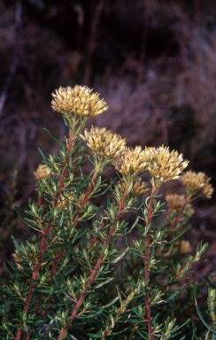 APII jpeg image of Cassinia monticola  © contact APII