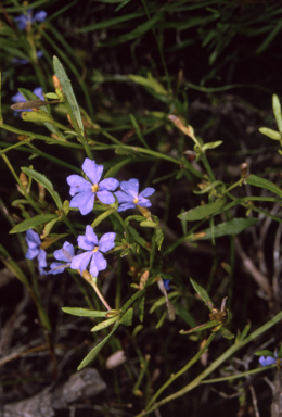 APII jpeg image of Dampiera stricta  © contact APII