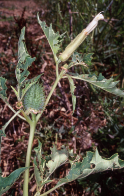 APII jpeg image of Datura stramonium  © contact APII