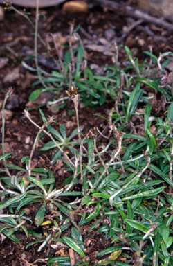 APII jpeg image of Euchiton japonicus  © contact APII