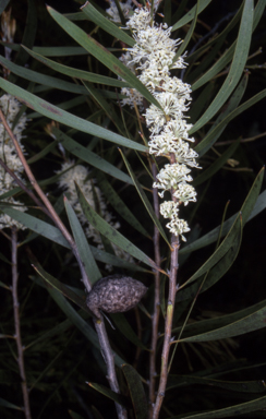 APII jpeg image of Hakea dactyloides  © contact APII