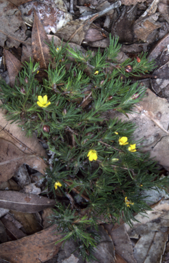 APII jpeg image of Hibbertia fasciculata  © contact APII