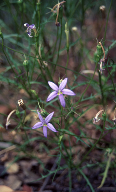 APII jpeg image of Isotoma axillaris  © contact APII