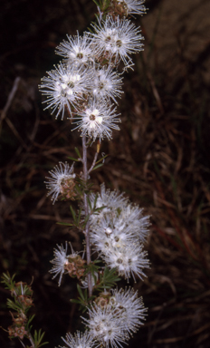 APII jpeg image of Kunzea ambigua  © contact APII
