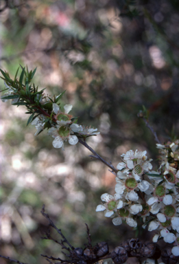 APII jpeg image of Leptospermum continentale  © contact APII