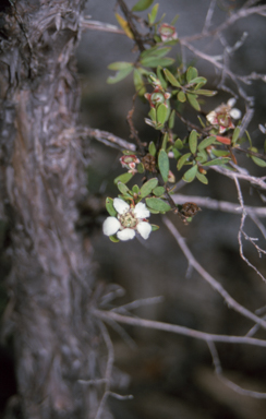 APII jpeg image of Leptospermum trinervium  © contact APII