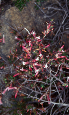 APII jpeg image of Leucopogon fraseri  © contact APII