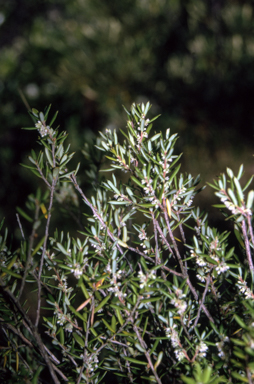 APII jpeg image of Monotoca scoparia  © contact APII