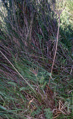 APII jpeg image of Oreomyrrhis ciliata  © contact APII