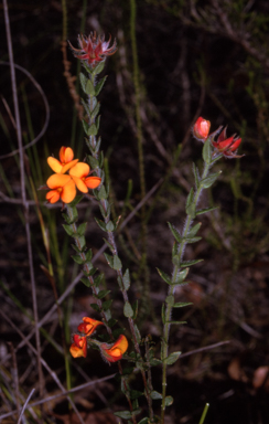 APII jpeg image of Oxylobium cordifolium  © contact APII