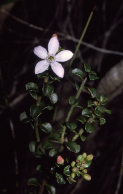 APII jpeg image of Philotheca buxifolia subsp. obovata  © contact APII