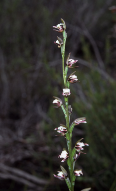 APII jpeg image of Prasophyllum brevilabre  © contact APII