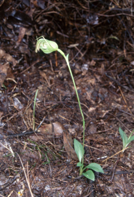 APII jpeg image of Pterostylis acuminata  © contact APII
