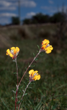 APII jpeg image of Pultenaea capitellata  © contact APII