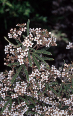 APII jpeg image of Zieria parrisiae  © contact APII