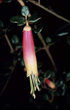 APII jpeg image of Correa 'Dancing Lipsticks'  © contact APII