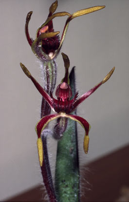 APII jpeg image of Caladenia arrecta  © contact APII