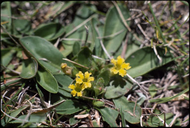 APII jpeg image of Goodenia montana  © contact APII