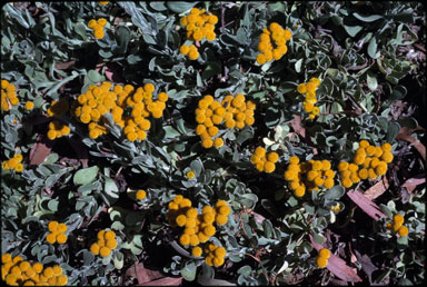 APII jpeg image of Chrysocephalum semipapposum  © contact APII