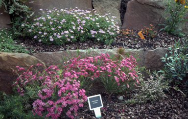 APII jpeg image of Chamelaucium uncinatum,<br/>Brachyscome multifida,<br/>Micromyrtus drummondii  © contact APII