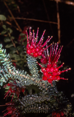 APII jpeg image of Darwinia oldfieldii  © contact APII