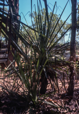 APII jpeg image of Pandanus odoratissima  © contact APII