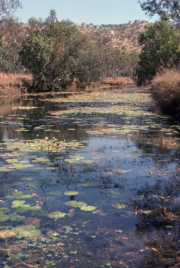 APII jpeg image of Nymphaea gigantea  © contact APII