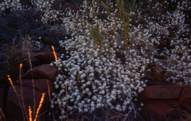 APII jpeg image of Gomphrena cunninghamii  © contact APII