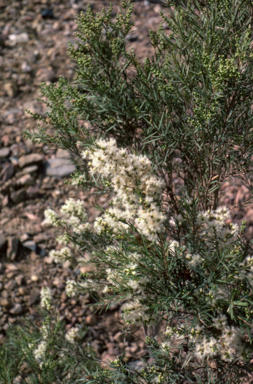 APII jpeg image of Melaleuca linariifolia var. trichostachya  © contact APII