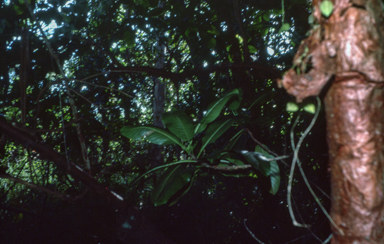 APII jpeg image of Dillenia alata,<br/>Dischidia ovata  © contact APII