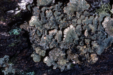 APII jpeg image of Lobaria sp.  © contact APII