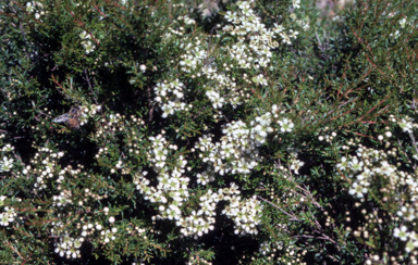 APII jpeg image of Babingtonia virgata 'Howie's Feathertips'  © contact APII