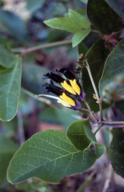 APII jpeg image of Kennedia nigricans  © contact APII