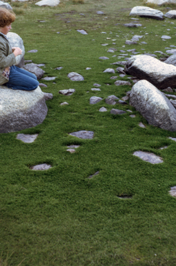 APII jpeg image of Myriophyllum pedunculatum  © contact APII