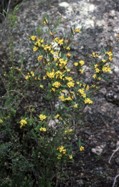 APII jpeg image of Phebalium whitei  © contact APII