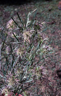 APII jpeg image of Grevillea brachystachya  © contact APII