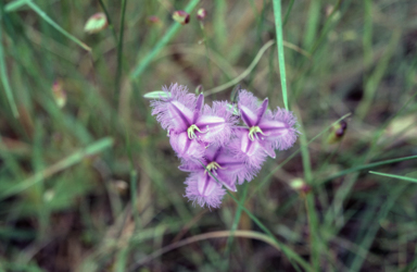 APII jpeg image of Thysanotus tuberosus  © contact APII