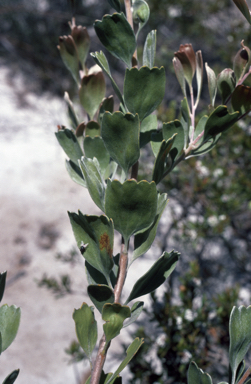 APII jpeg image of Adenanthos cuneatus  © contact APII