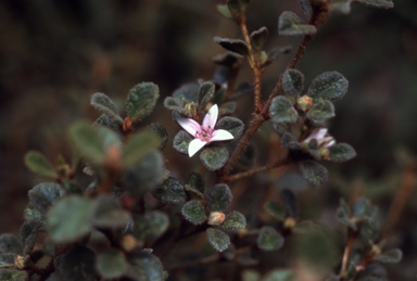 APII jpeg image of Correa alba 'Western Pink Star'  © contact APII