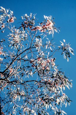 APII jpeg image of Eucalyptus caesia 'Silver Princess'  © contact APII