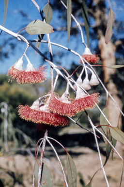 APII jpeg image of Eucalyptus caesia 'Silver Princess'  © contact APII