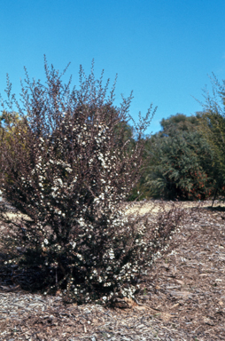 APII jpeg image of Leptospermum 'Pink Pearl'  © contact APII