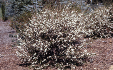 APII jpeg image of Leptospermum 'Pink Pearl'  © contact APII