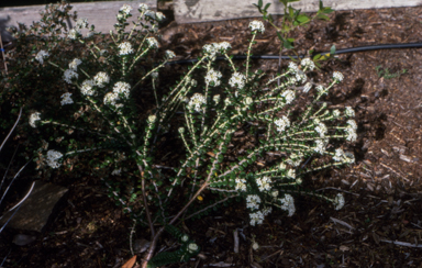 APII jpeg image of Pimelea nivea 'Standup Point'  © contact APII