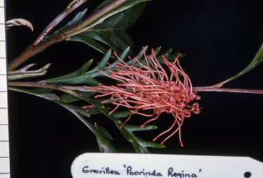 APII jpeg image of Grevillea 'Poorinda Regina'  © contact APII